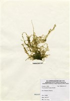 藏品(網石蓴)的圖片